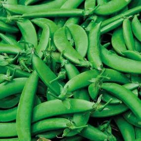 Mr Fothergill's Pea (Snap) Nairobi Seeds